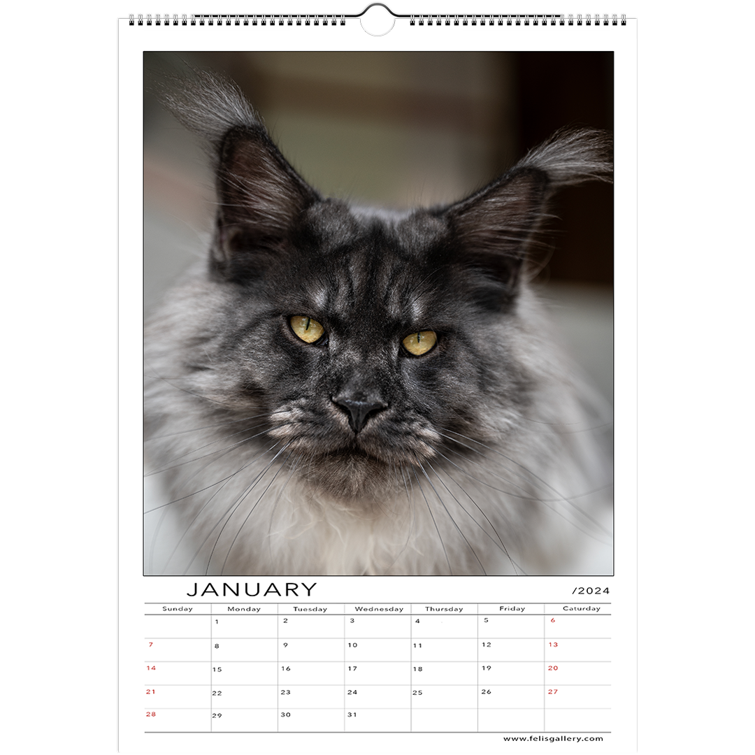 Maine Coon Cats 2024 US CA Felis Gallery By Robert Sijka   1 D882083b D3ed 46ca 8299 0825dfbcc891 