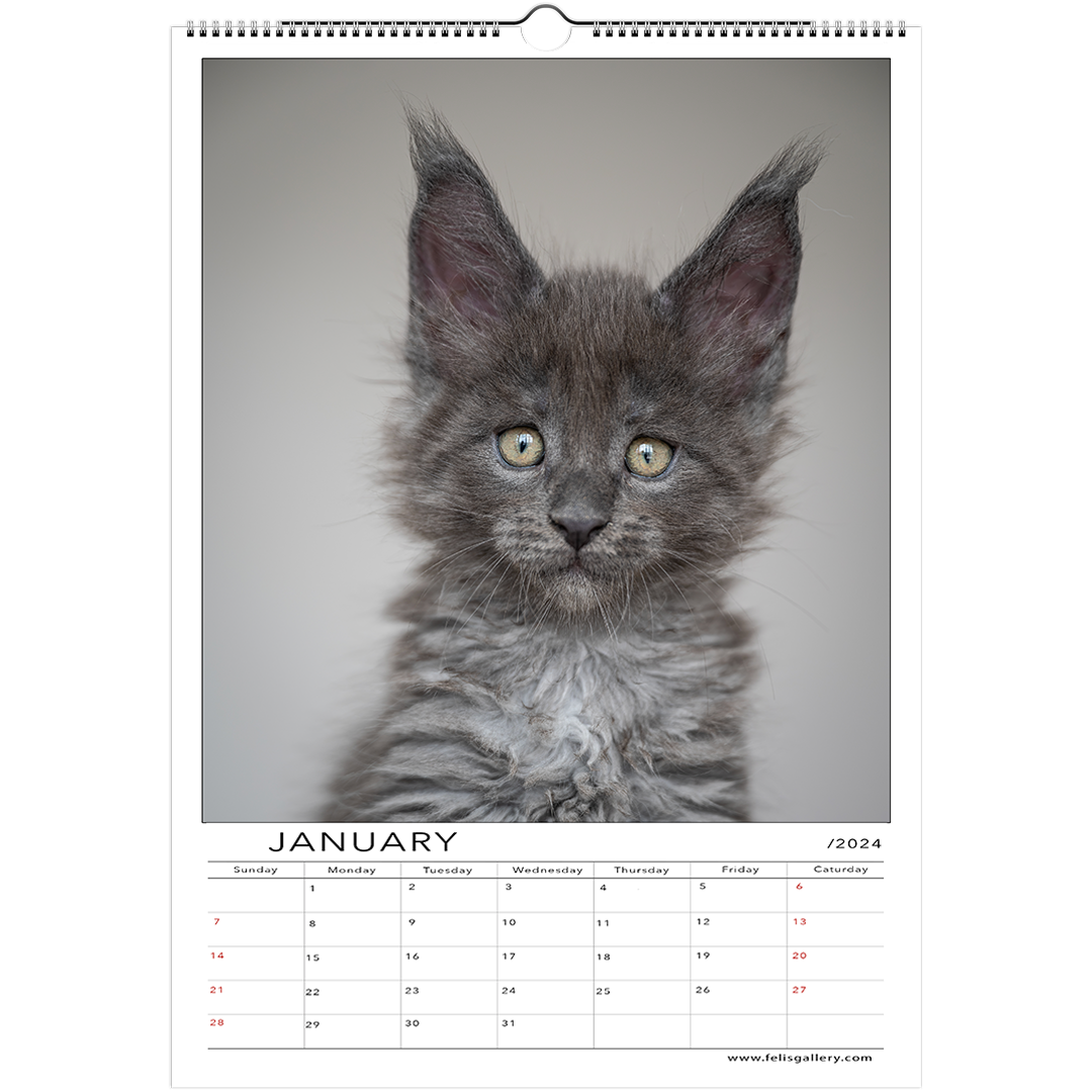 Maine Coon Kittens 2024 Felis Gallery By Robert Sijka   1 F6ab2eec 612e 4dd6 9d8c Fbe9d1188fc9 