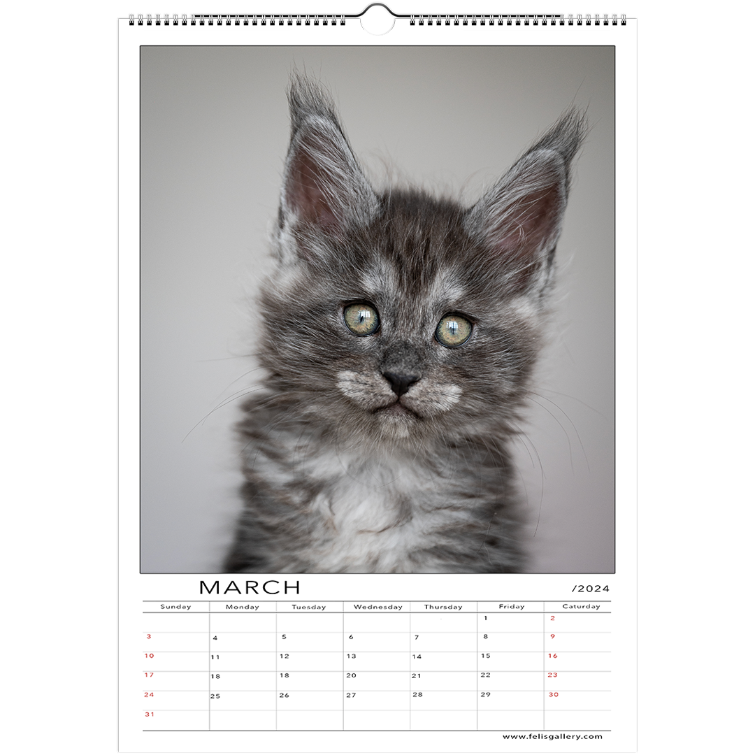 Maine Coon Kittens 2024 Felis Gallery By Robert Sijka   3 2423c0f8 C486 4e11 9392 Efa057e94fb8 