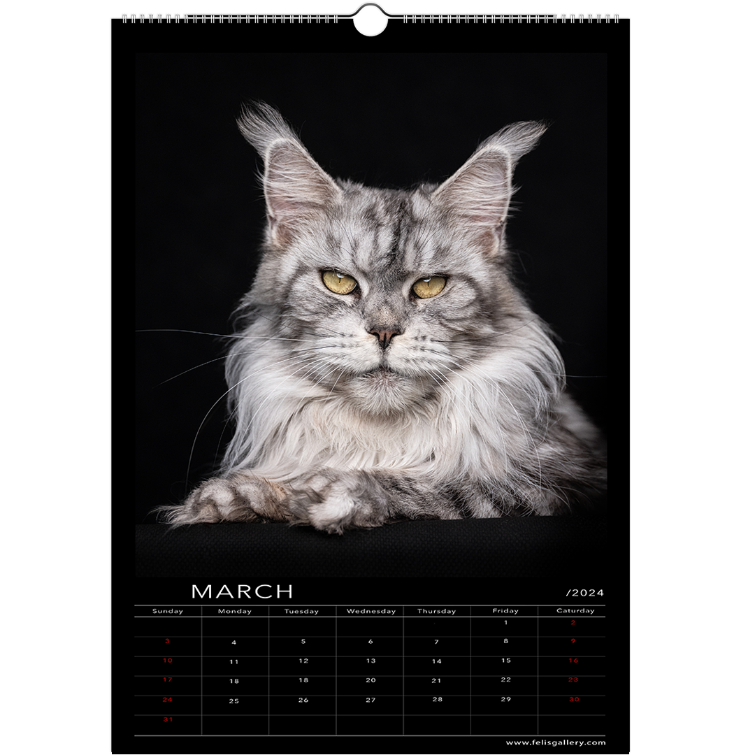 Maine Coon Cats 2024 Studio Edition Felis Gallery By Robert Sijka   3 D5551191 B0de 497f 96e1 348462a19ef7 