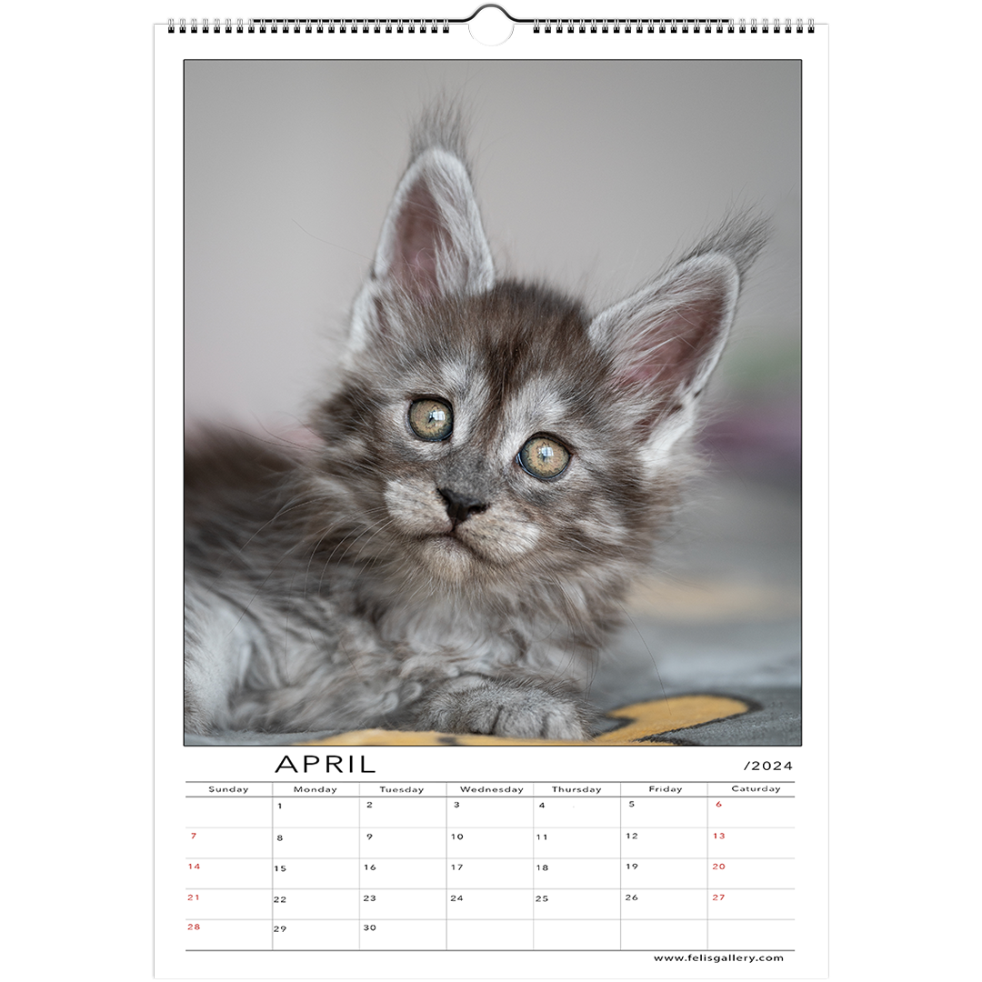 Maine Coon Kittens 2024 Felis Gallery By Robert Sijka   4 07a883fd F6ee 4988 B782 4155fa02e5ed 