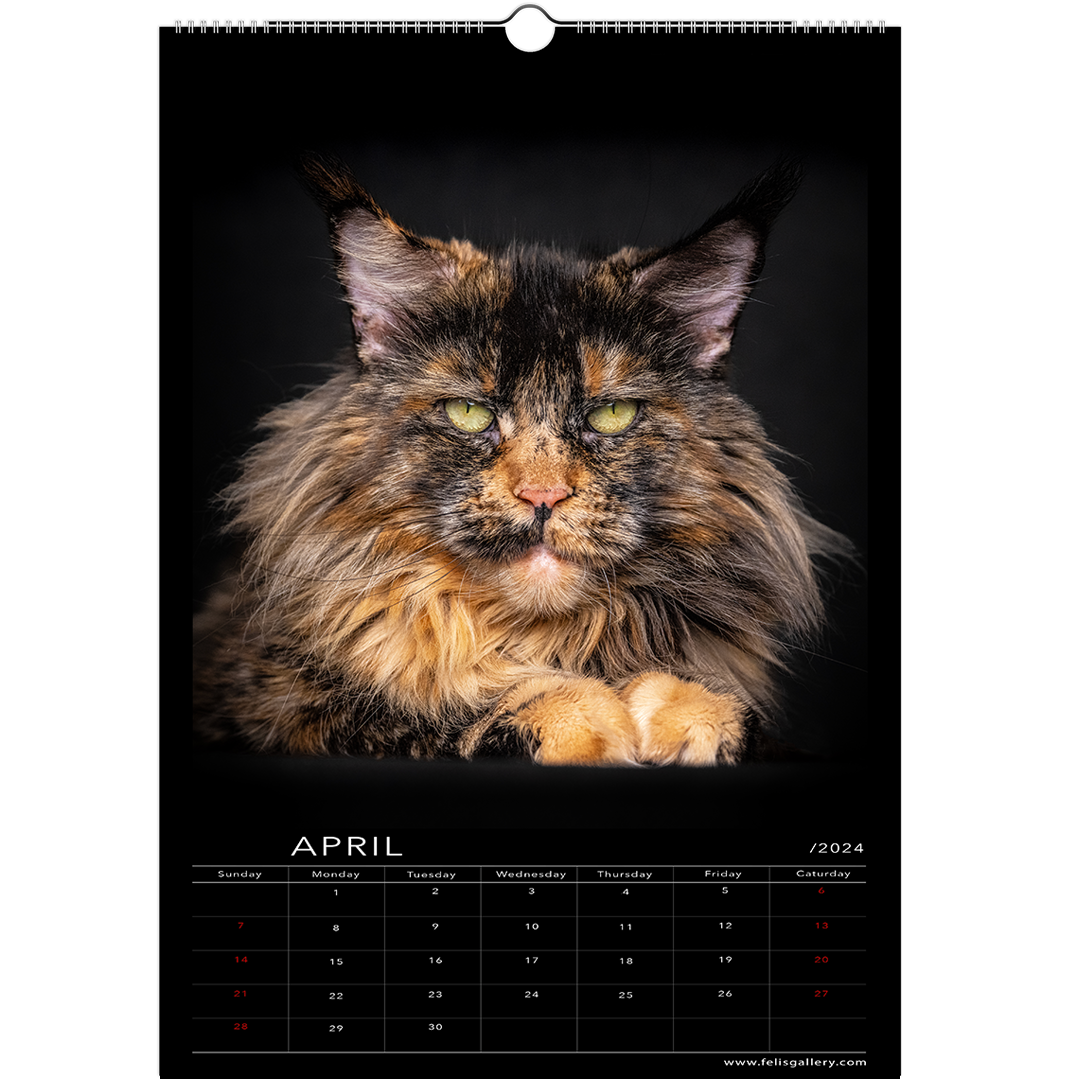 Maine Coon Cats 2024 Studio Edition Felis Gallery By Robert Sijka   4 49afa5d6 48f5 40b3 90ef 8f9bc13316ed 